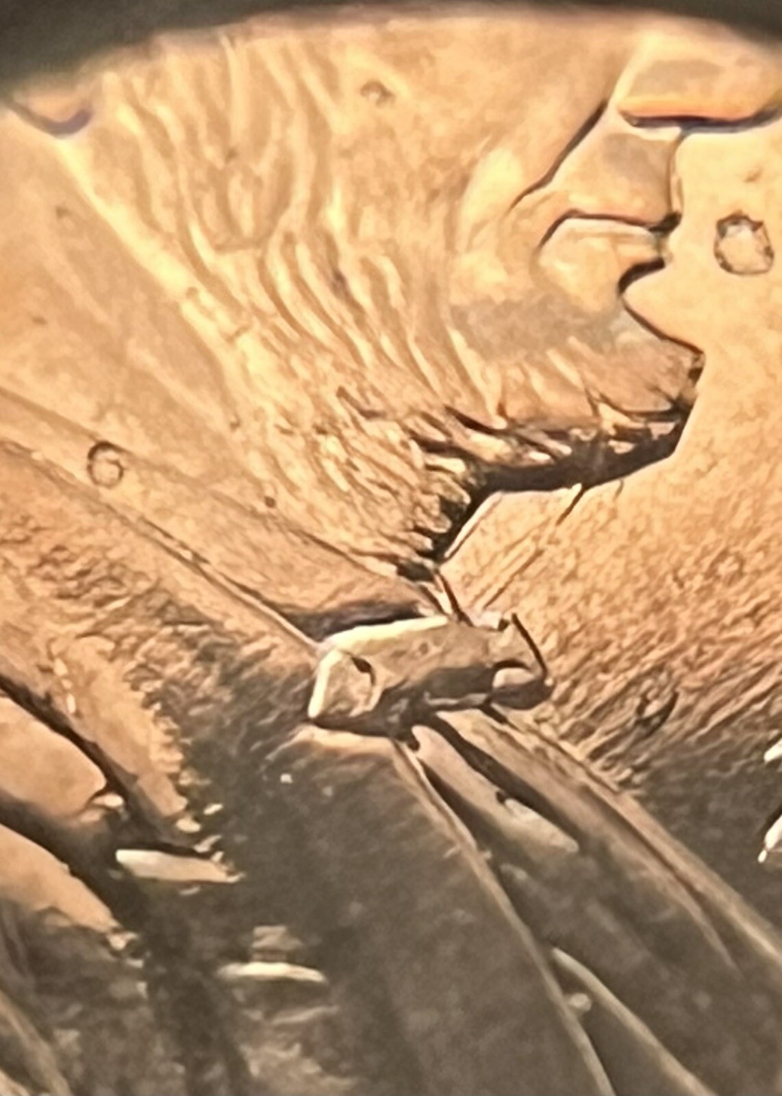 2009 Formative Years Lincoln Cent With Die Clash Whiskers Error Cat Fish Error