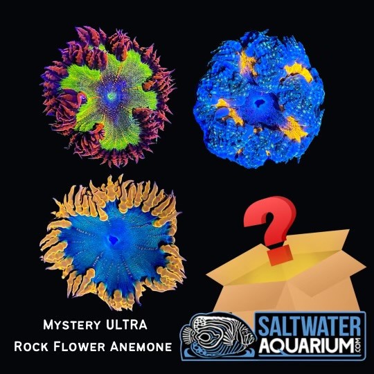One Random Mystery ULTRA COLOR Rock Flower Anemone Coral (3/4" - 1") - SAQ Cora