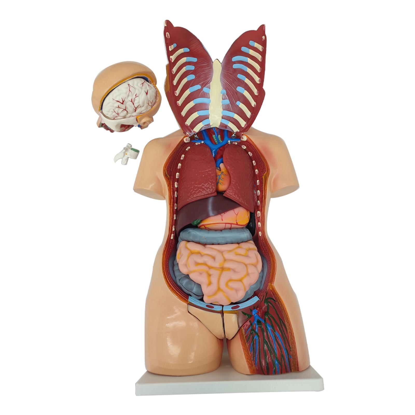 Human Torso Model Replaceable Detachable Female/Male Medical Teaching Model