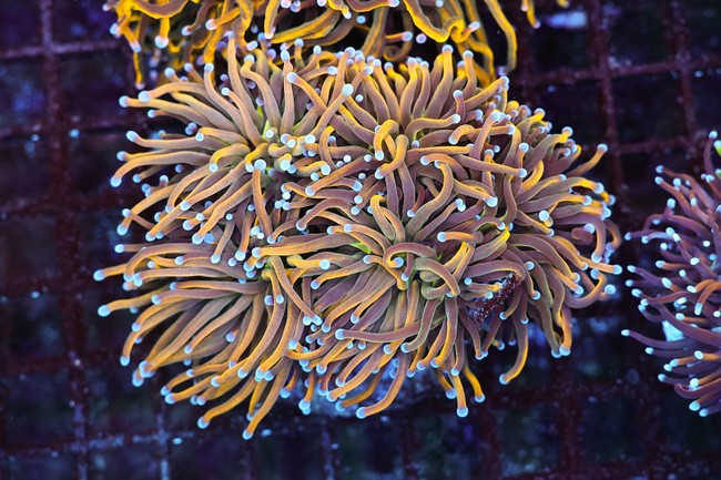 Large Nine Tails Torch Coral Colony WYSIWYG - SAQ Coral Farm