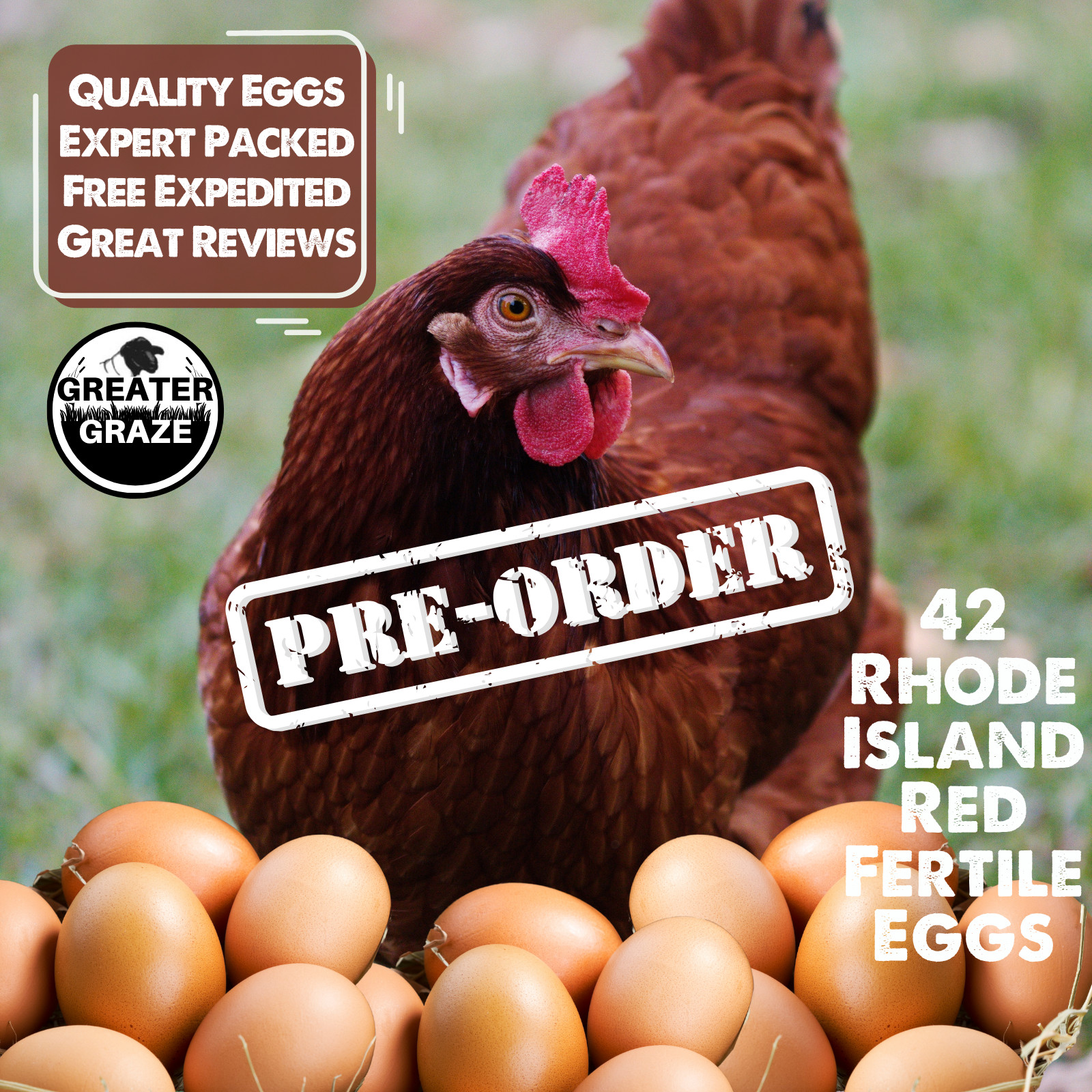 42 Rhode Island Red Fertile Hatching Eggs Preorder Fresh Free Range