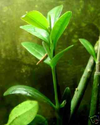 ***50 RED MANGROVE AQUARIUM FISH PLANTS***