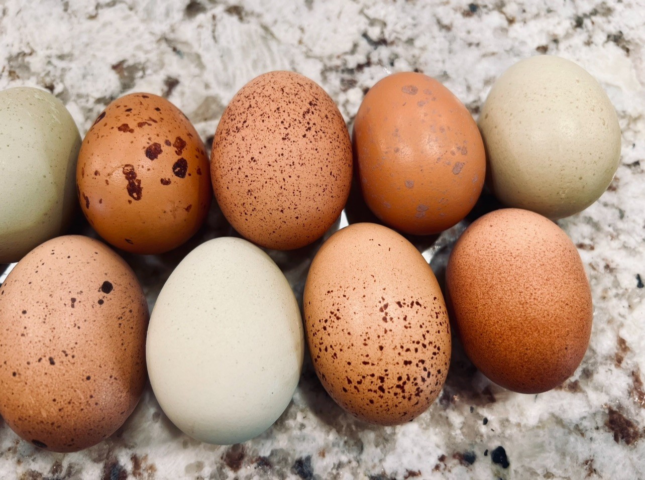 Speckled Galaxy Hatching EGGS Welsummers, Marans, Backcrossed Olive Eggers ✨🐣