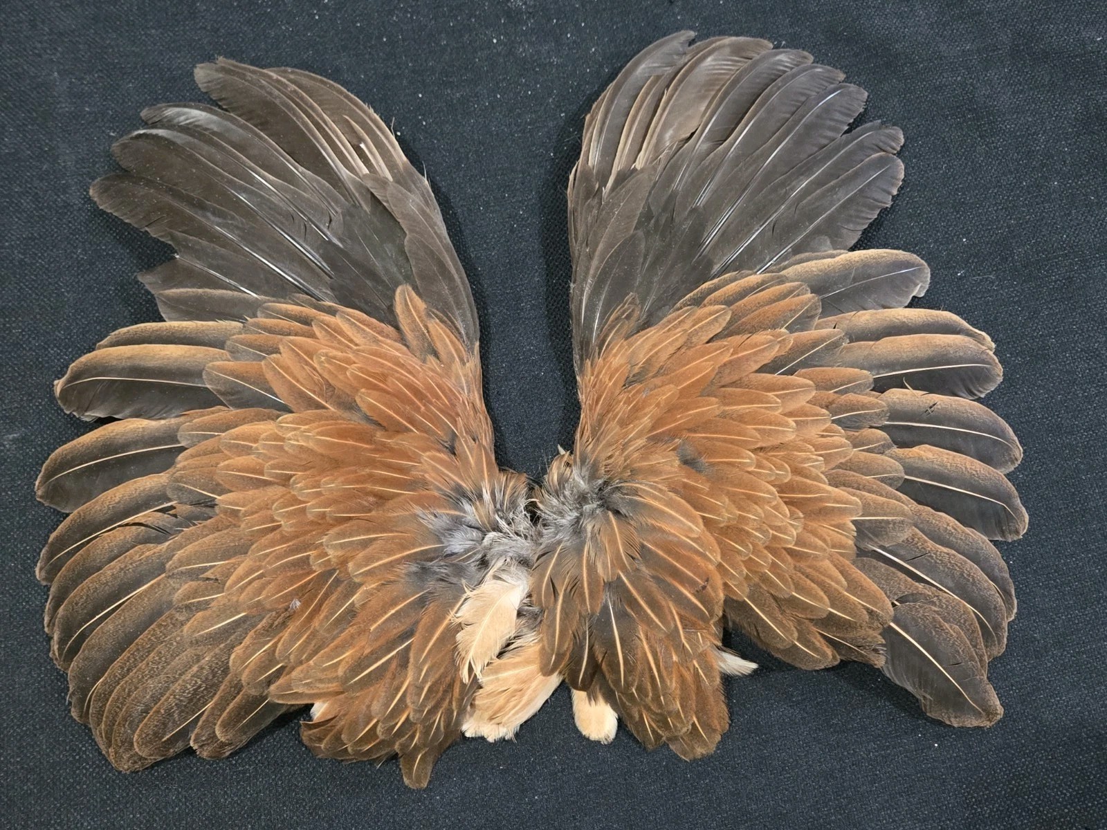Ginger Brown Hen Wings Craft Art fly tying soft hackle feathers Taxidermy