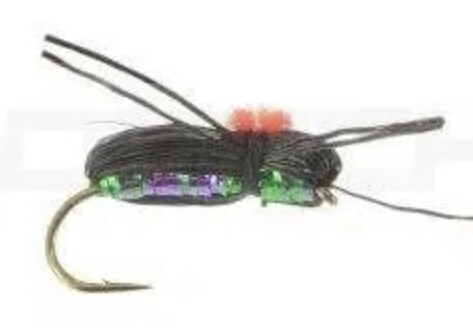 Holographic Beetle