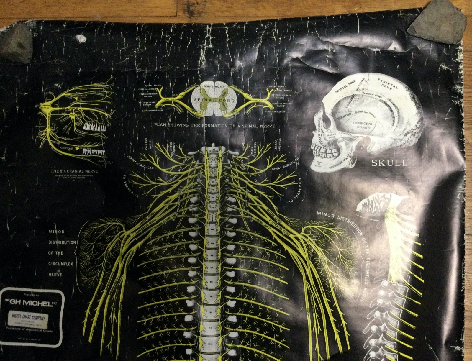 c1964 Vintage Anatomical Pull Down Chart The Spine and Spinal Nerves Dr GHMichel