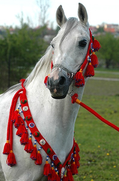 HANDMADE TRADITIONAL EGYPTIAN ARABIAN SHOW WOOL BREAST COLLAR HALTER LEAD BRIDLE