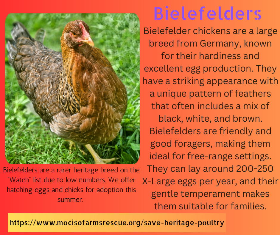 Hatching Eggs Bielefelder Kennhuhn 6+ -sex at hatch