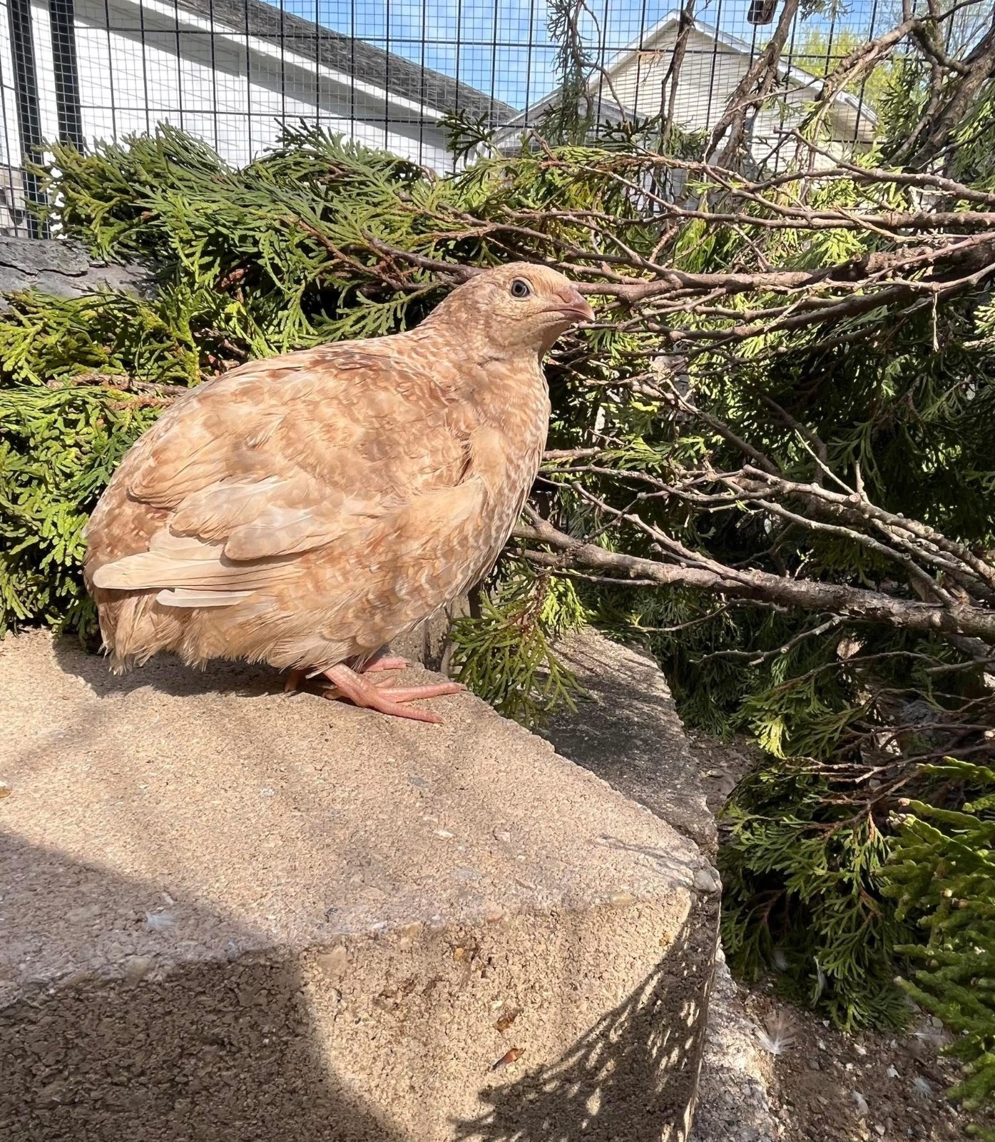 20 Rare JUMBO Celadon quail hatching eggs NPIP Tested