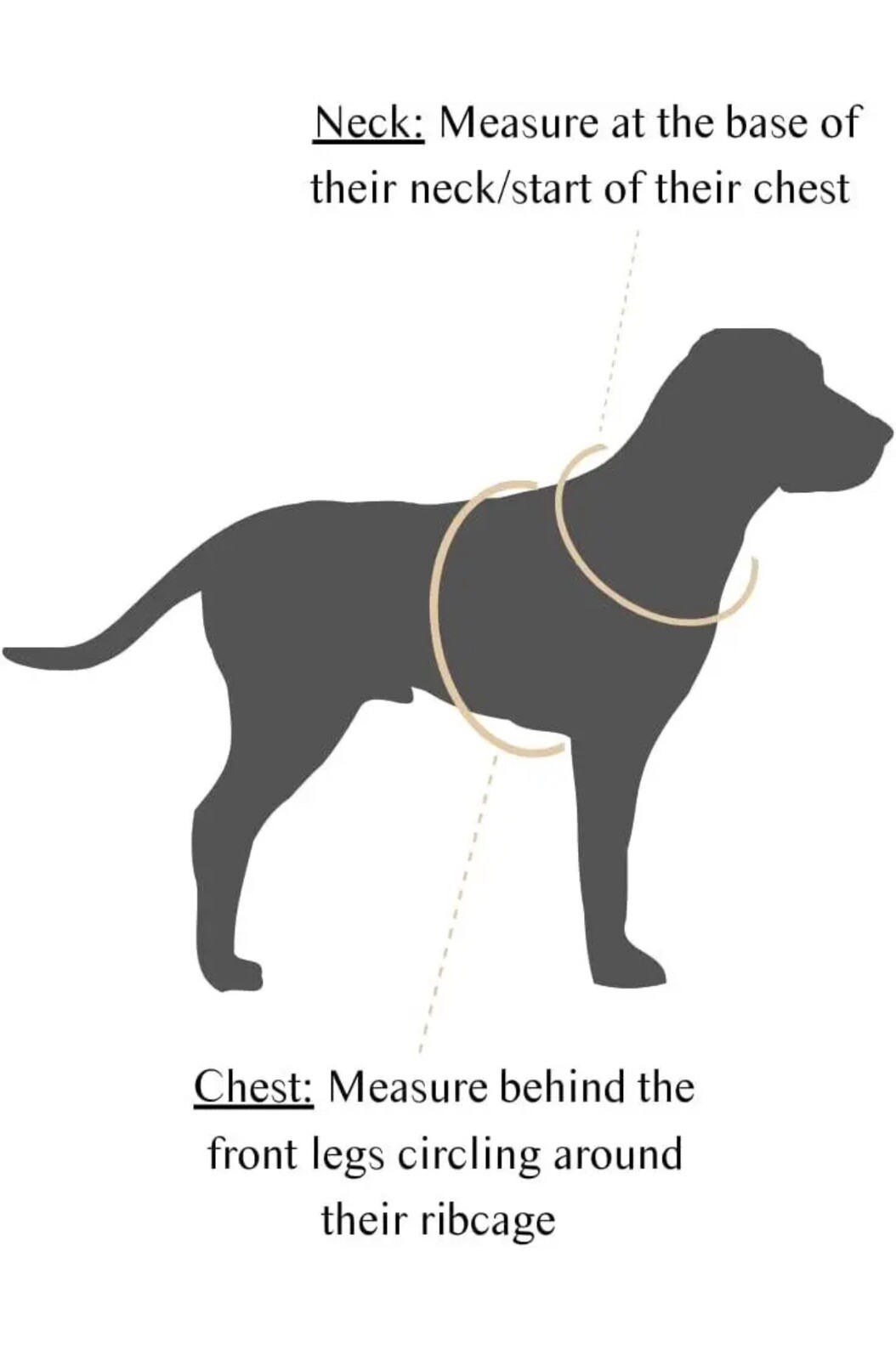 Archie & Alfred No Pull Adjustable Dog Harness And Matching Collar Medium Green