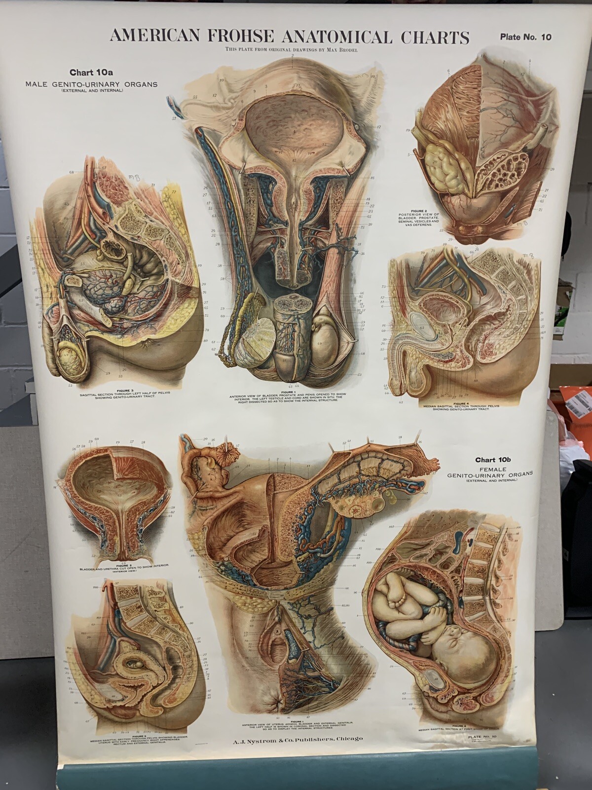 American Frohse Anatomical Chart Plate 10 Vintage 1918