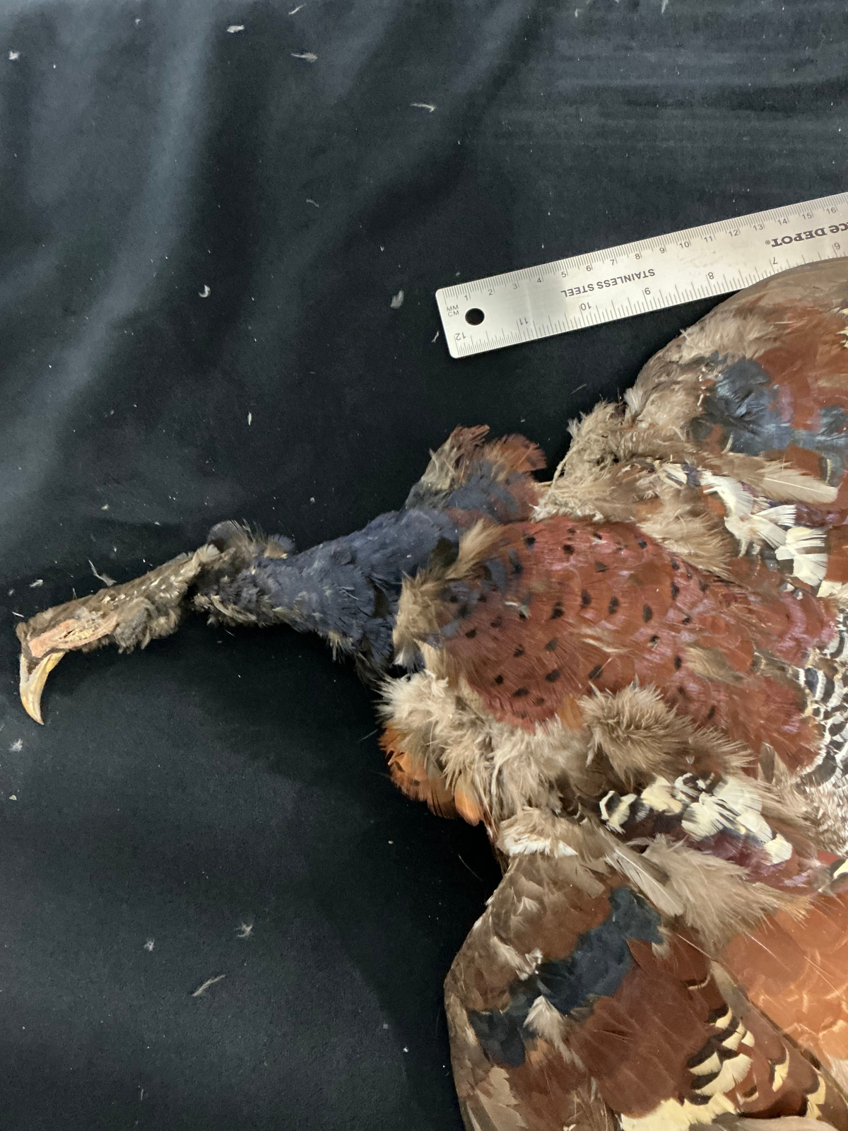 Copper Pheasant bird skin