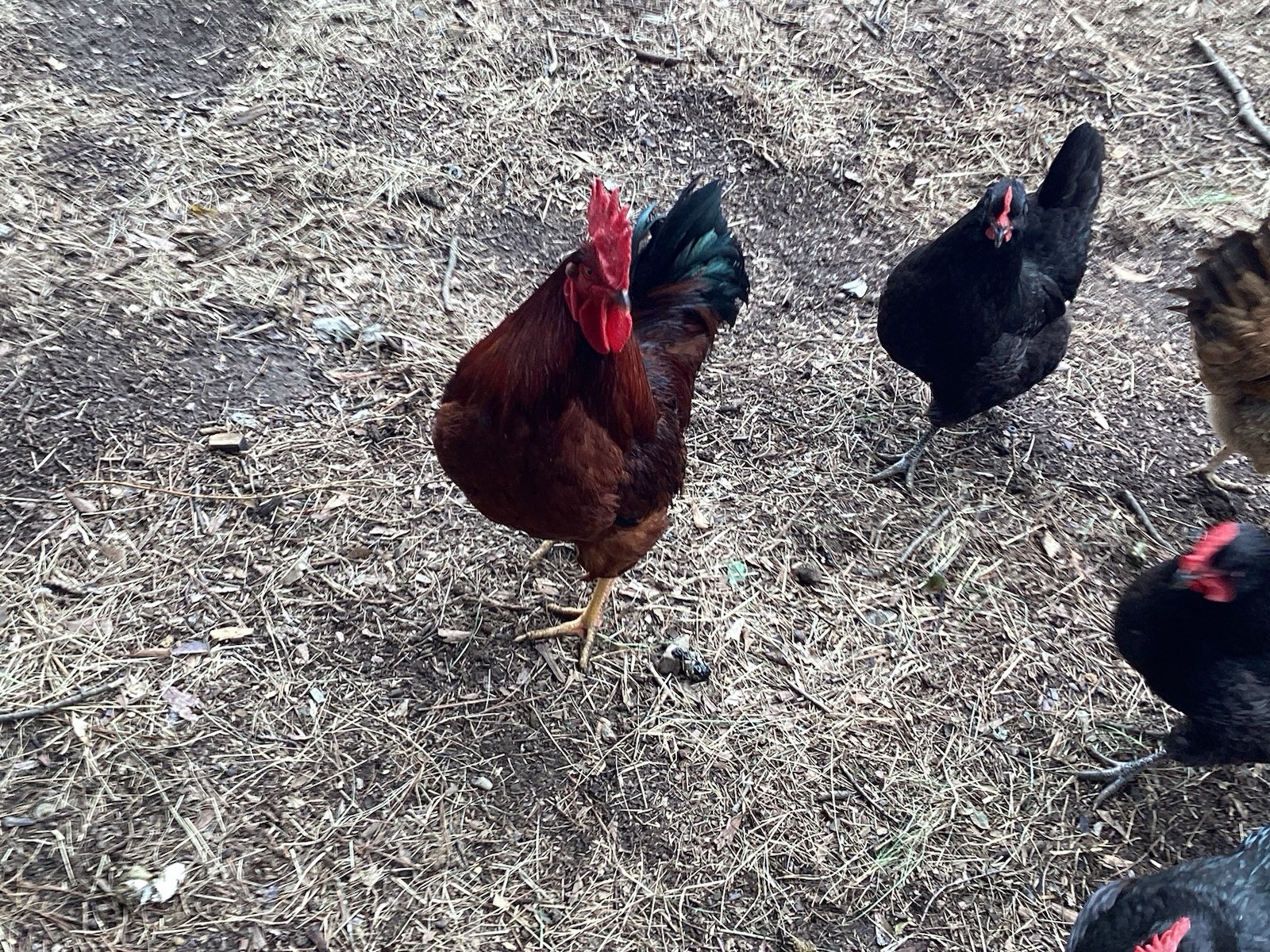 12+1 Backyard Mixed Chicken Hatching Eggs Mixed Breeds