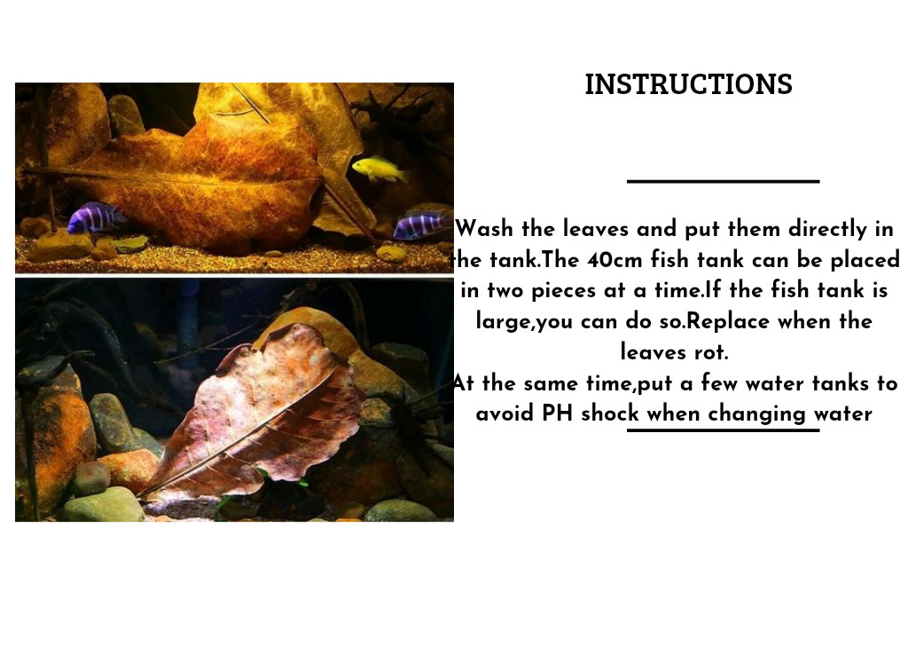 Catappa  almond leaves ketapang leaf shrimp betta fish aquarium(free delivery)