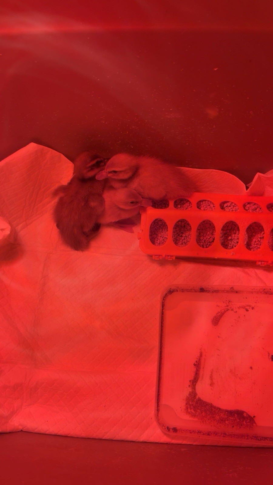 12+ Rouen x buff duck hatching eggs!