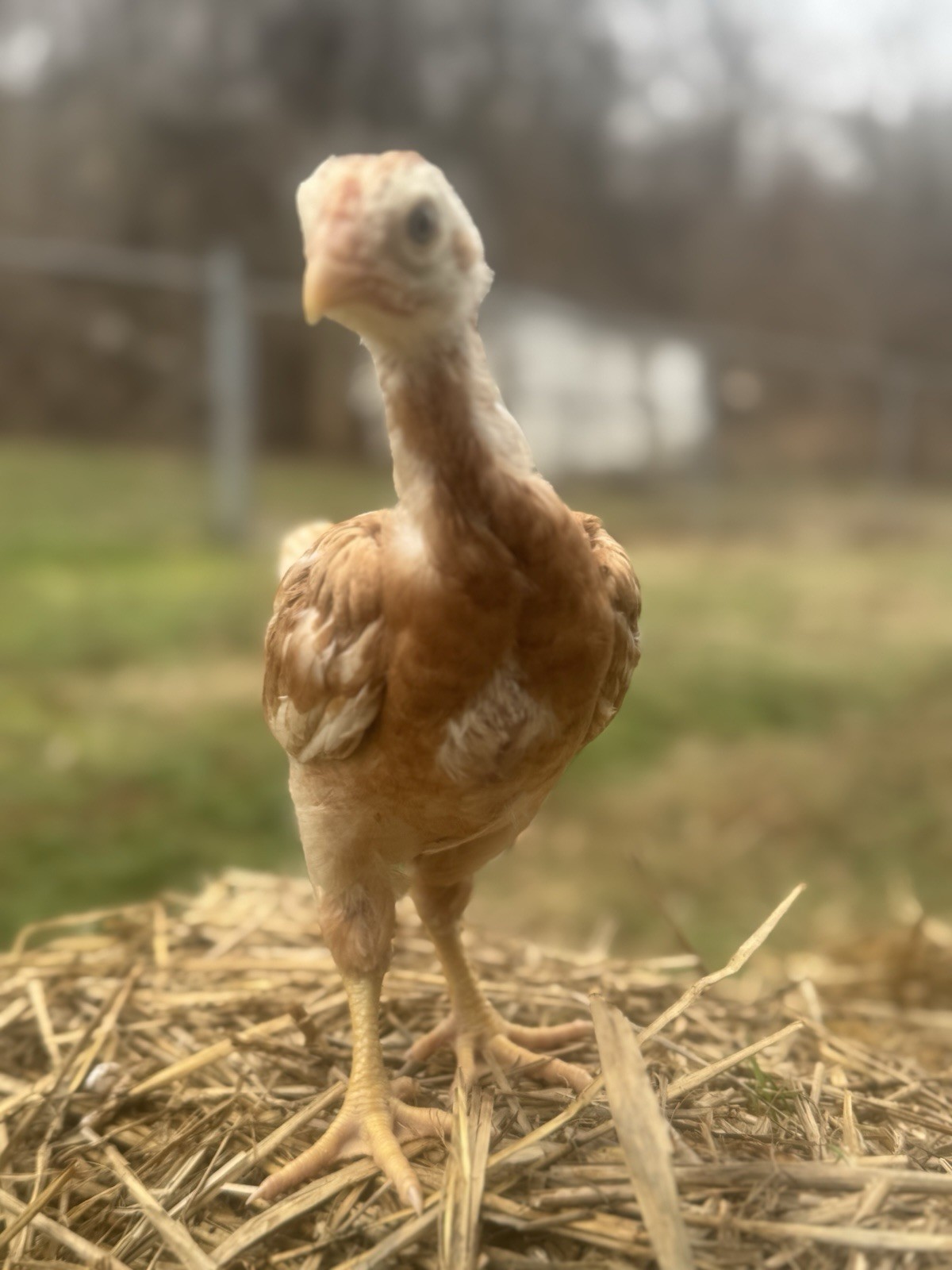 5 F1 Giant Chicks Hatching Eggs - Indio Gigante X Trad Dual Purpose Chickens