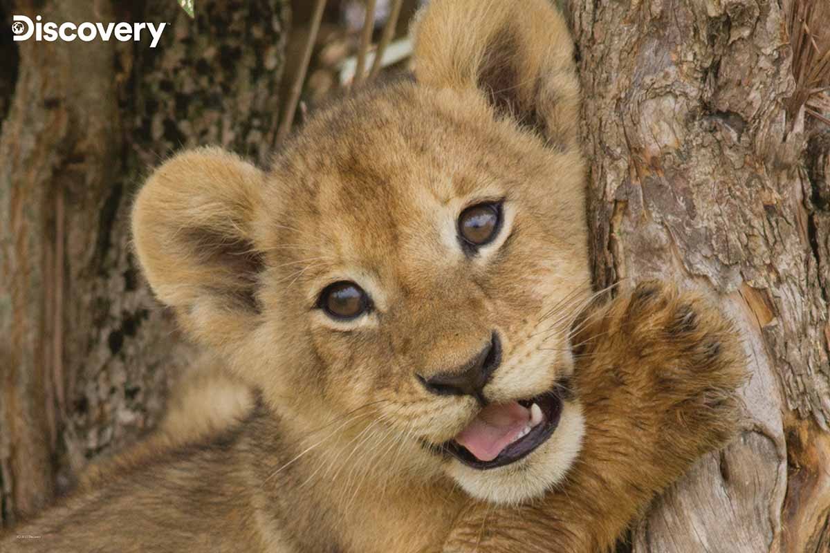 Lion Cub - Discovery