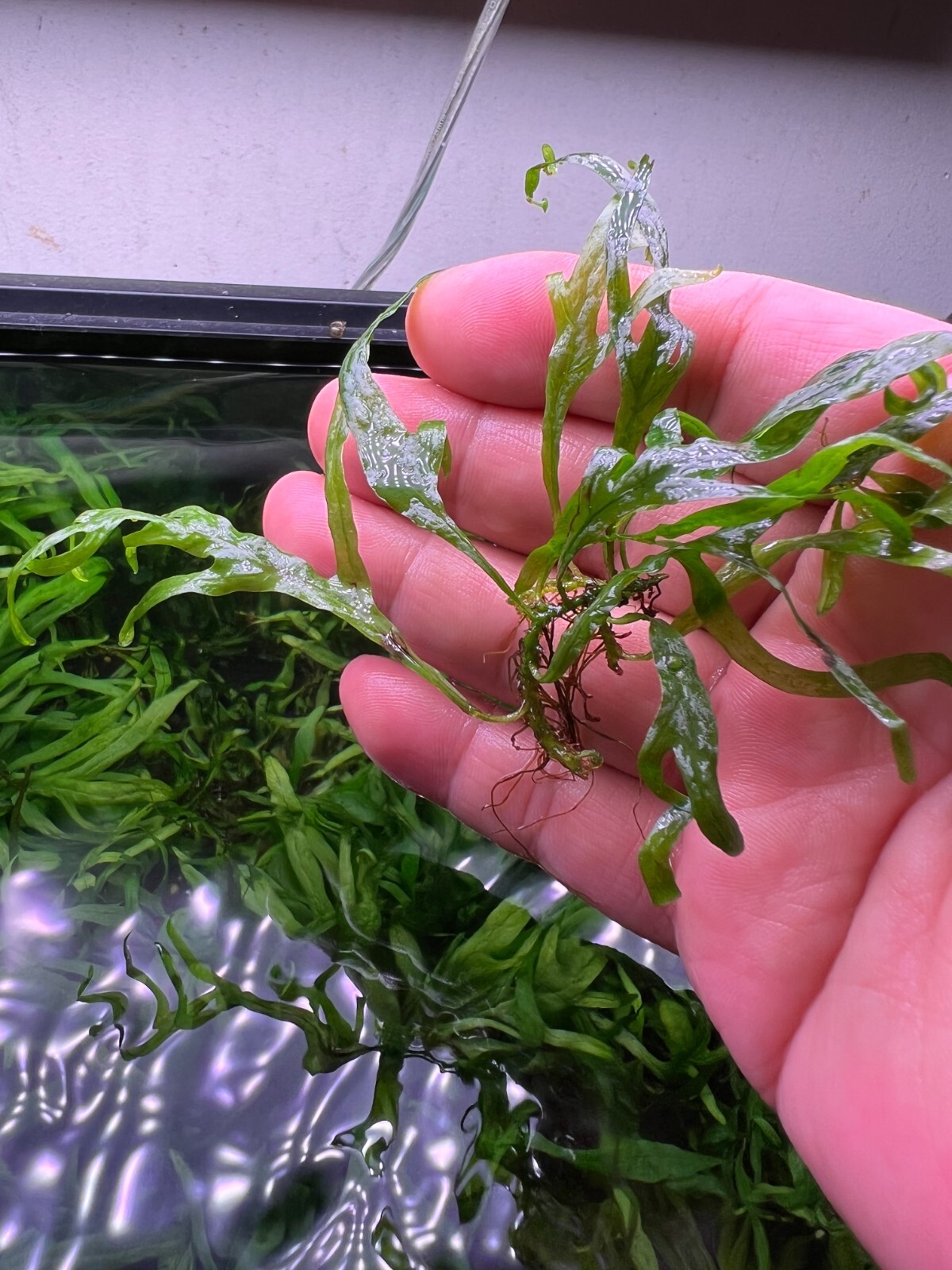 Java Fern Mini Trident Rare Live Aquarium Plant