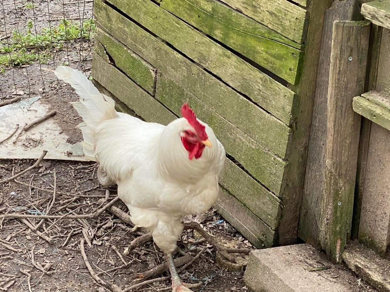 10ct Leghorn Hatching Eggs
