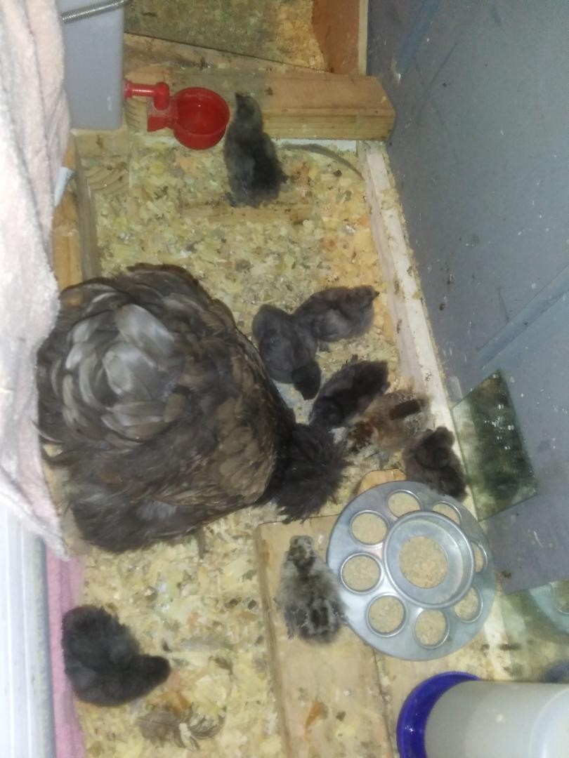 3 Silkie, Satin, Frizzle Hatching Eggs