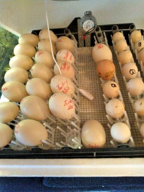 10 FRESH FERTILE SURPRISE HATCHING EGGS 28 DAY INCUBATION PERIOD USPS QUICK SHIP