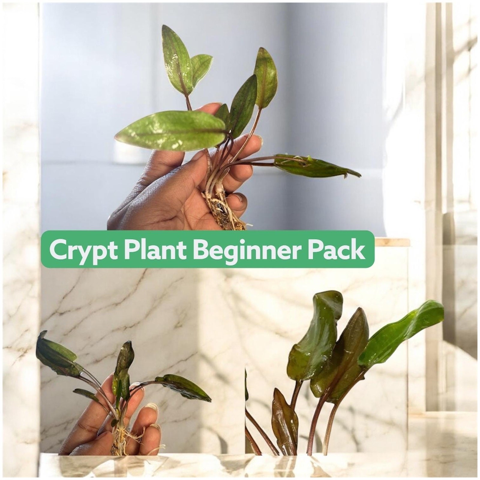 Cryptocoryne Bundle Pack – Undulata + Wendtii Brown + Wendtii Red
