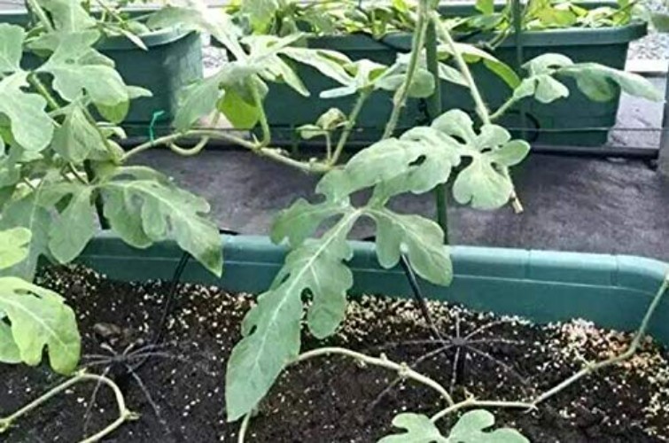 Efficient Watering with 50 Adjustable 360° Garden Drippers on Stake System
