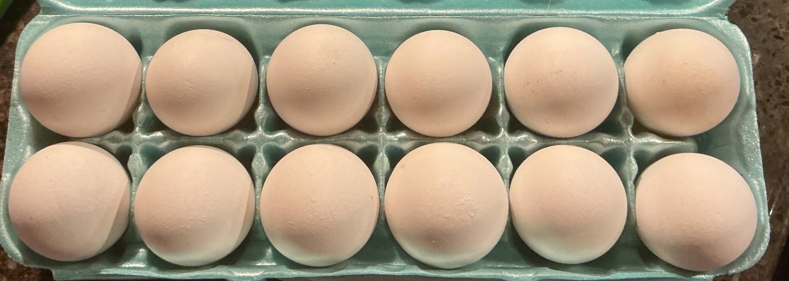12 White Leghorn Hatching Eggs