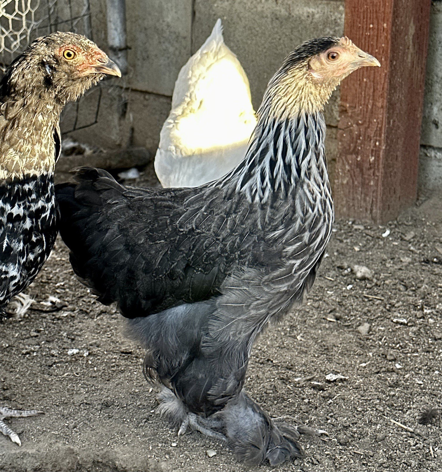 6+ Bantam Cochin Hatching Eggs, Calico, Frizzle, Splash
