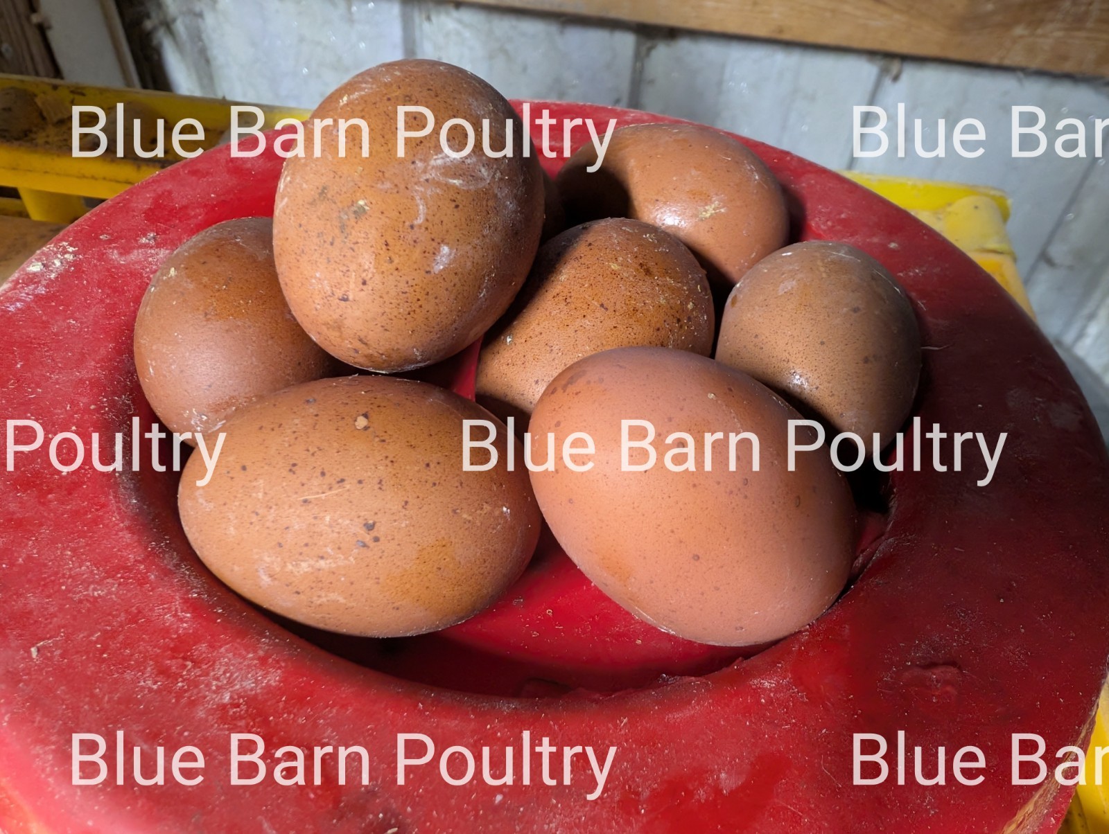 6 Solid Black Marans Chicken Hatching Eggs. Purebred. NPIP.