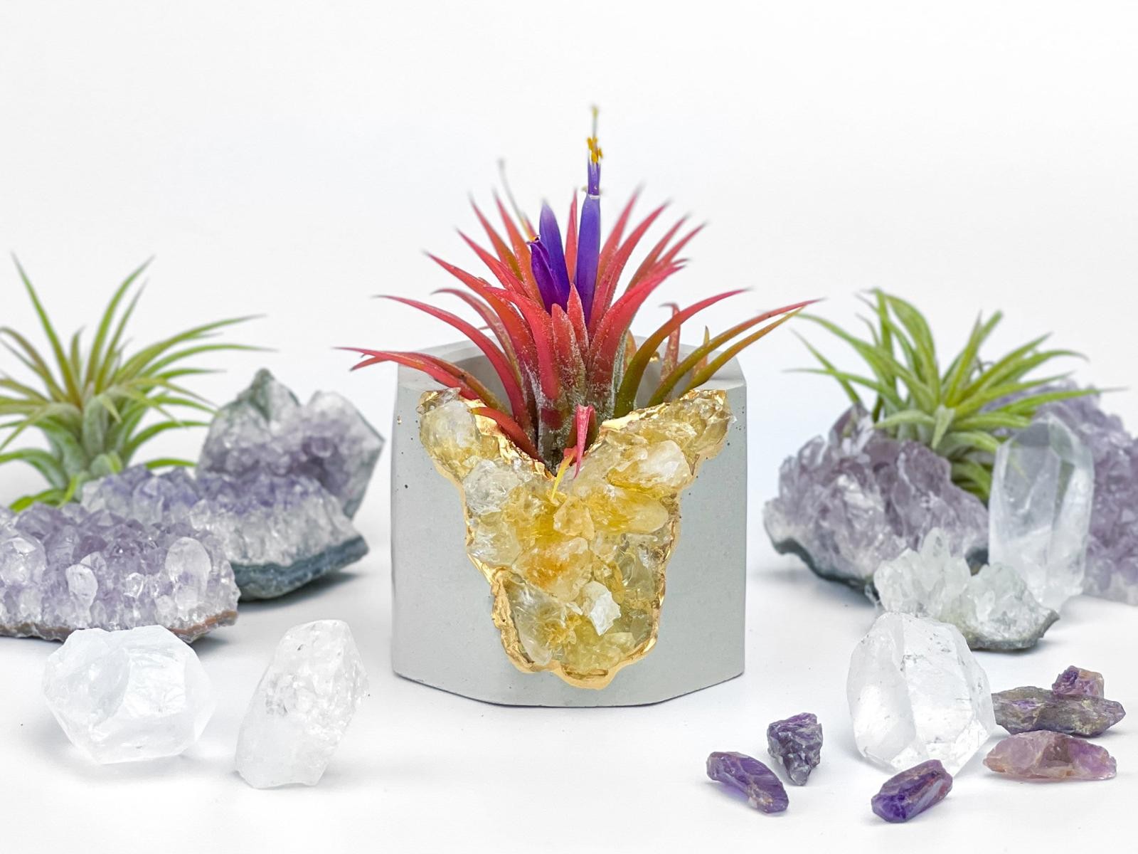 Raw Citrine Succulent Geode Planter Crystal Air Plant Holder
