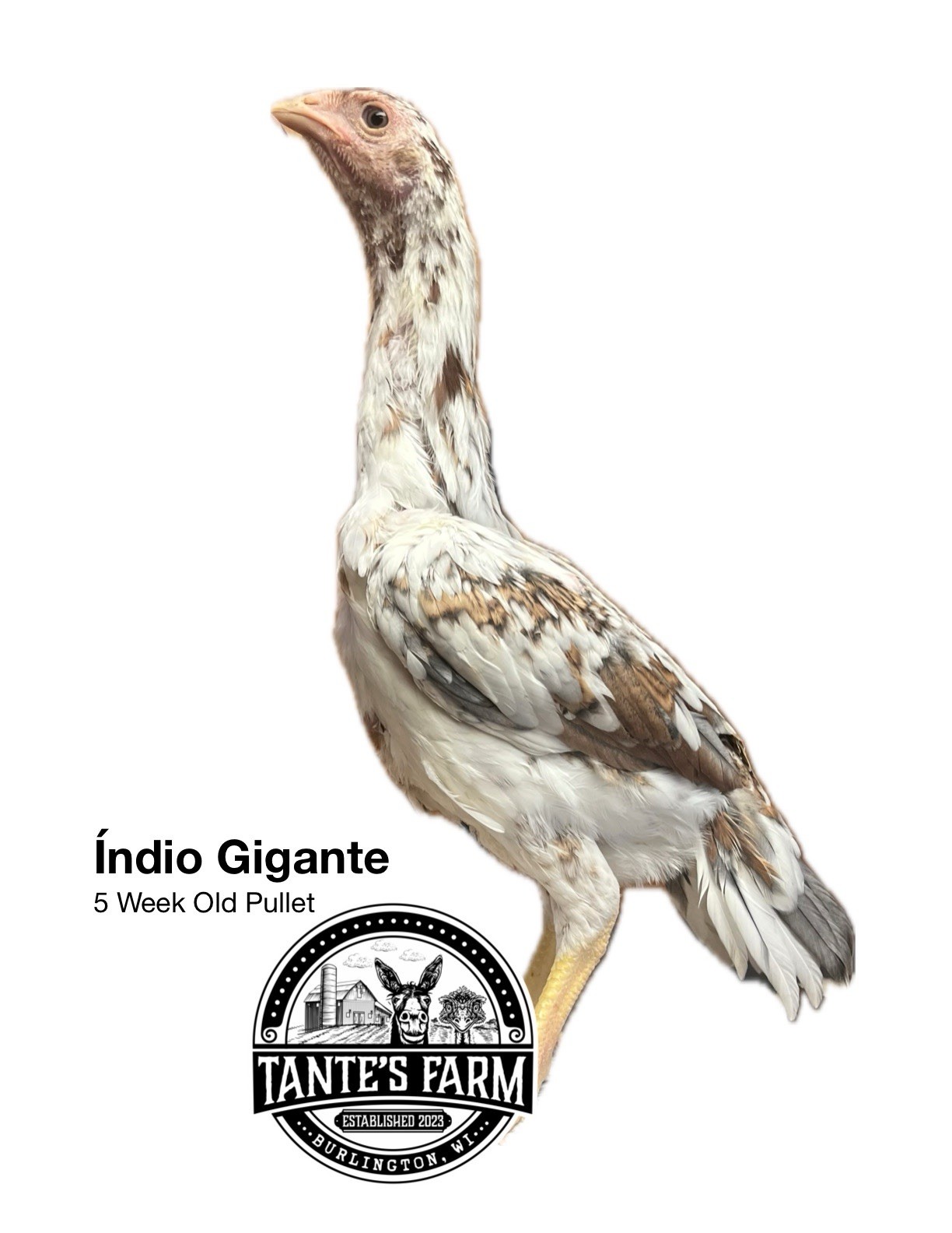 Indio Gigante 1 Dozen Hatching Eggs See Description For Shipping Timeframe