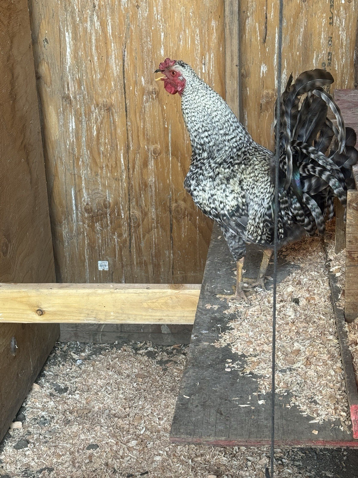 Barred rock Fertilize Hatching 12 Eggs