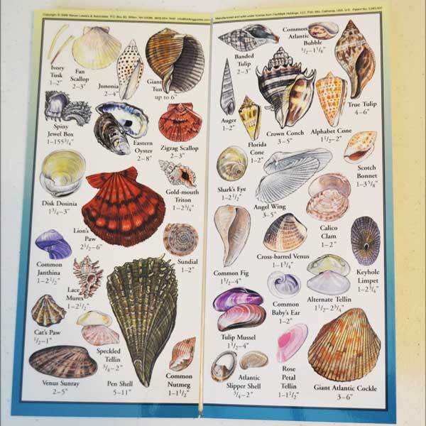 Seashells of Southeast Atlantic Mini Card