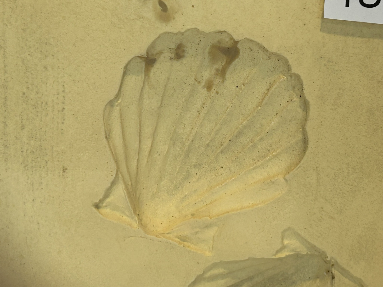 Shell Paper Casting Mold, Air dry clay and clay mold #189
