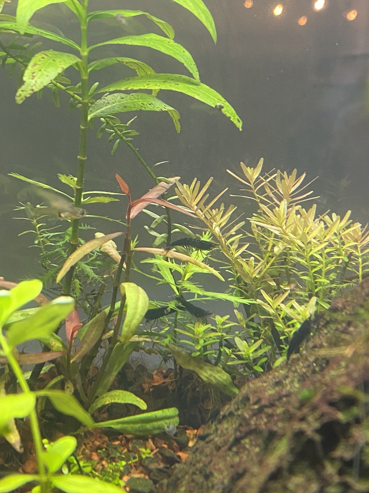 2 Bunches Monte Carlo Micranthemum carpet Low Tech aquarium (+Mystery Plant)