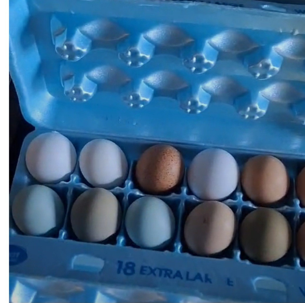 12 Beautiful Multi- Colored Ameraucana Easter Eggers Hatching Eggs NPIP