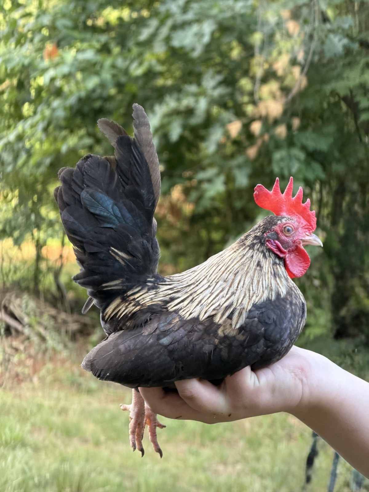 6 Kikiriki Hatching Eggs 🐣 Tiny Chickens From Puerto Rico