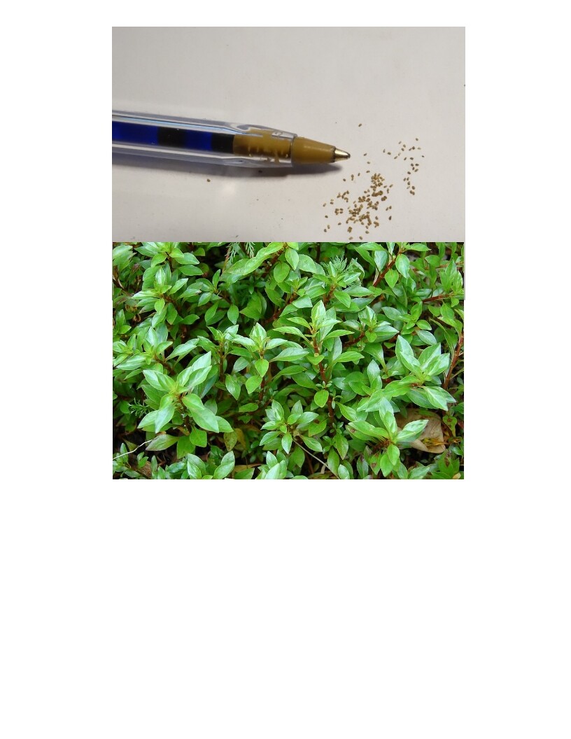 100 Genuine Ludwigia palustris SEEDS - Marsh Purslane - Aquarium Aquatic Plant