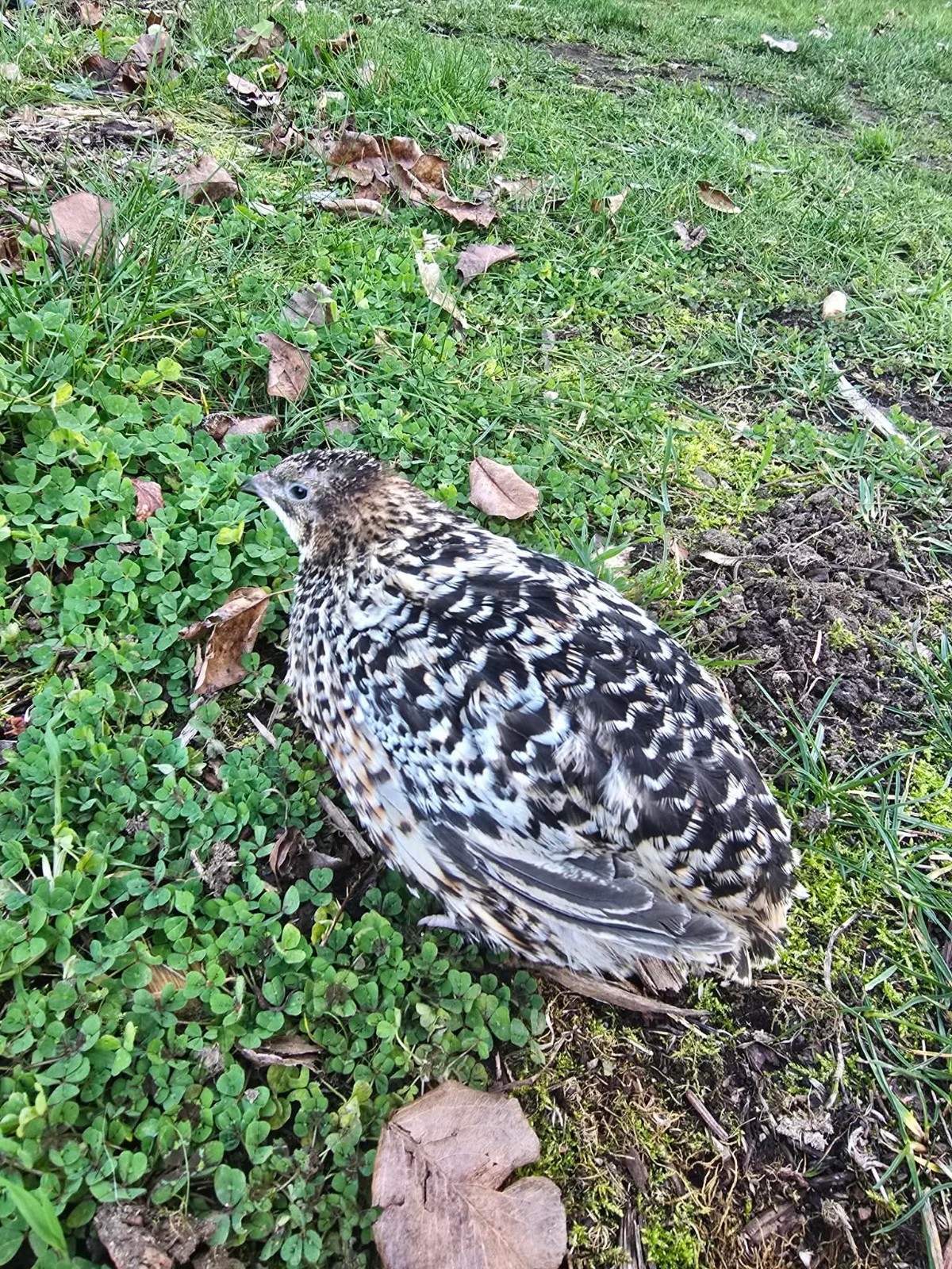 Variety Coturnix Quail Hatching Eggs