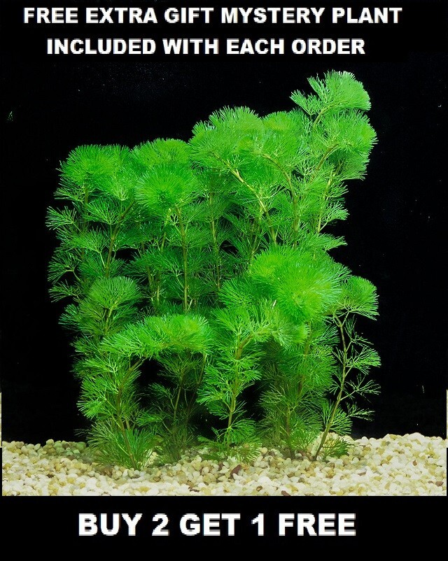 BUY 2 GET 1 FREE | Green Cabomba Caroliniana Fanwort Live Aquarium Plants Bunch