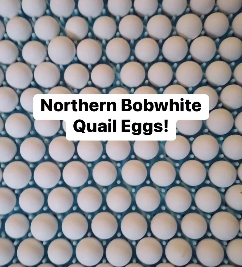 45 Northern Bobwhite Quail Hatching Eggs - NPIP Cert - FREE SHIPPING