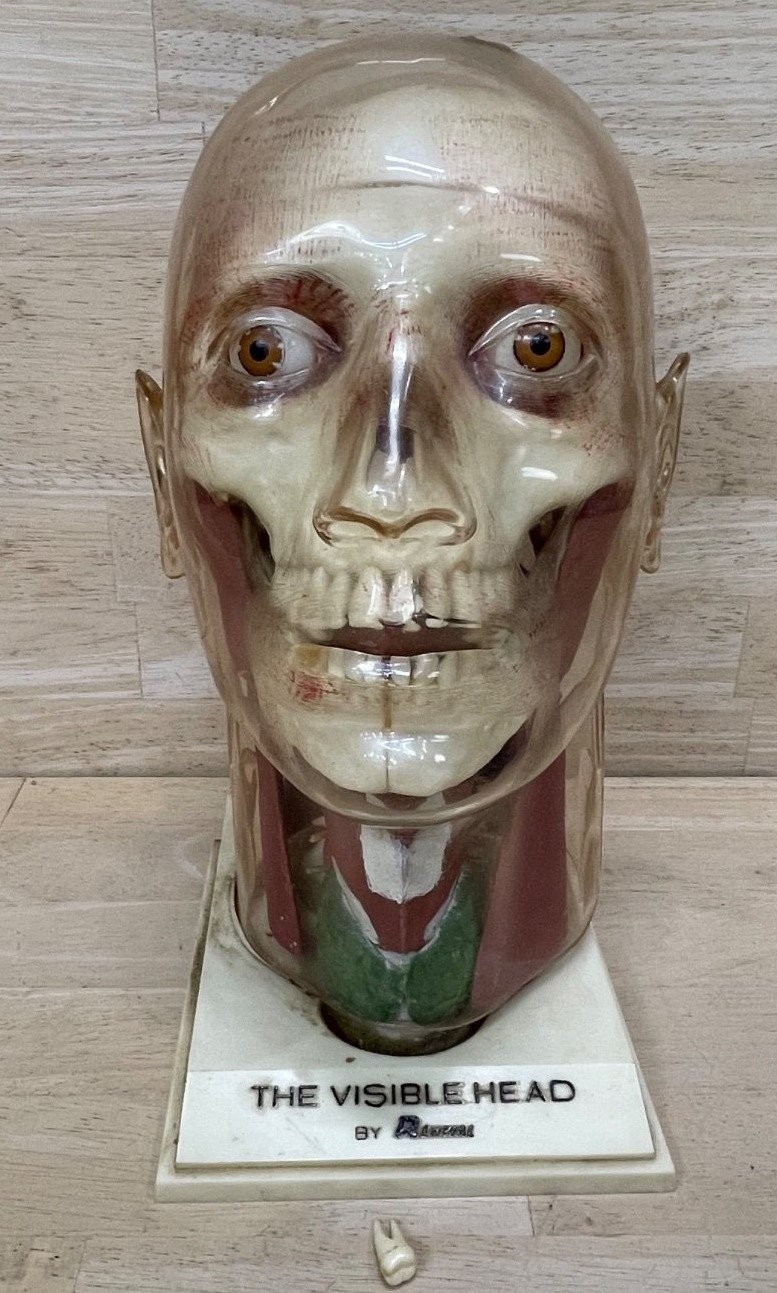 Renwal The Visible Head Anatomical Model Approx 8 Inche Clear Plastic