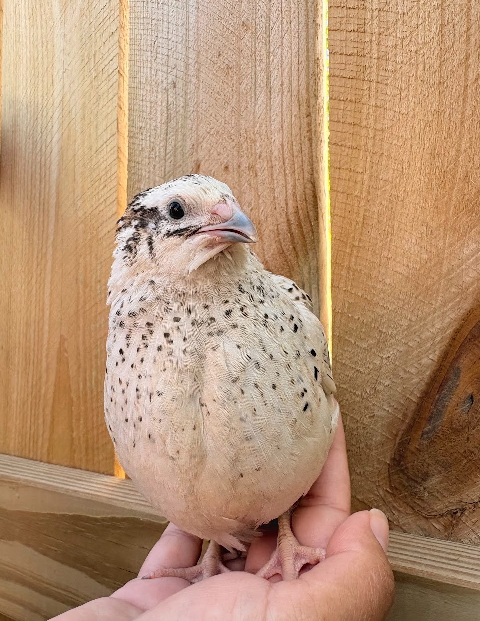 100 Assorted RARE COLORS Coturnix Quail Hatching Eggs - shipped in foam