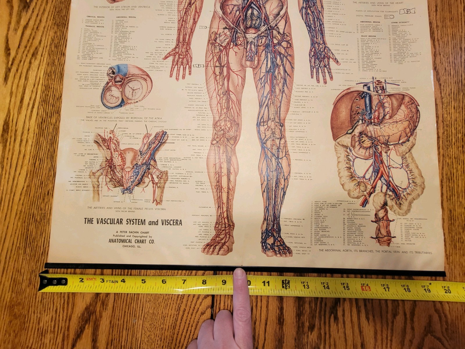 Vintage Peter Bachin Vascular System And Viscera Medical Chart