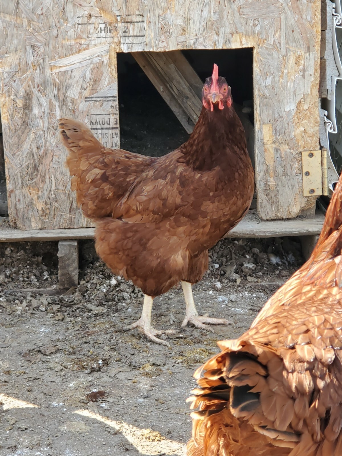 12 Rhode Island red Hatching Eggs