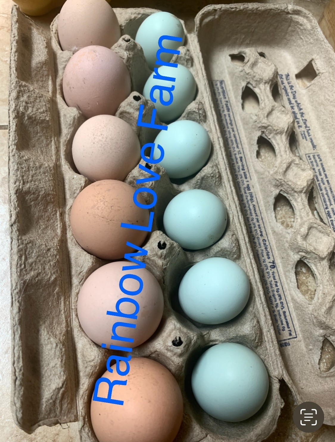 12 + Blue Brown Pink Hatching Eggs -6 Easteregger EE  + 6 Americana Chicken NPIP