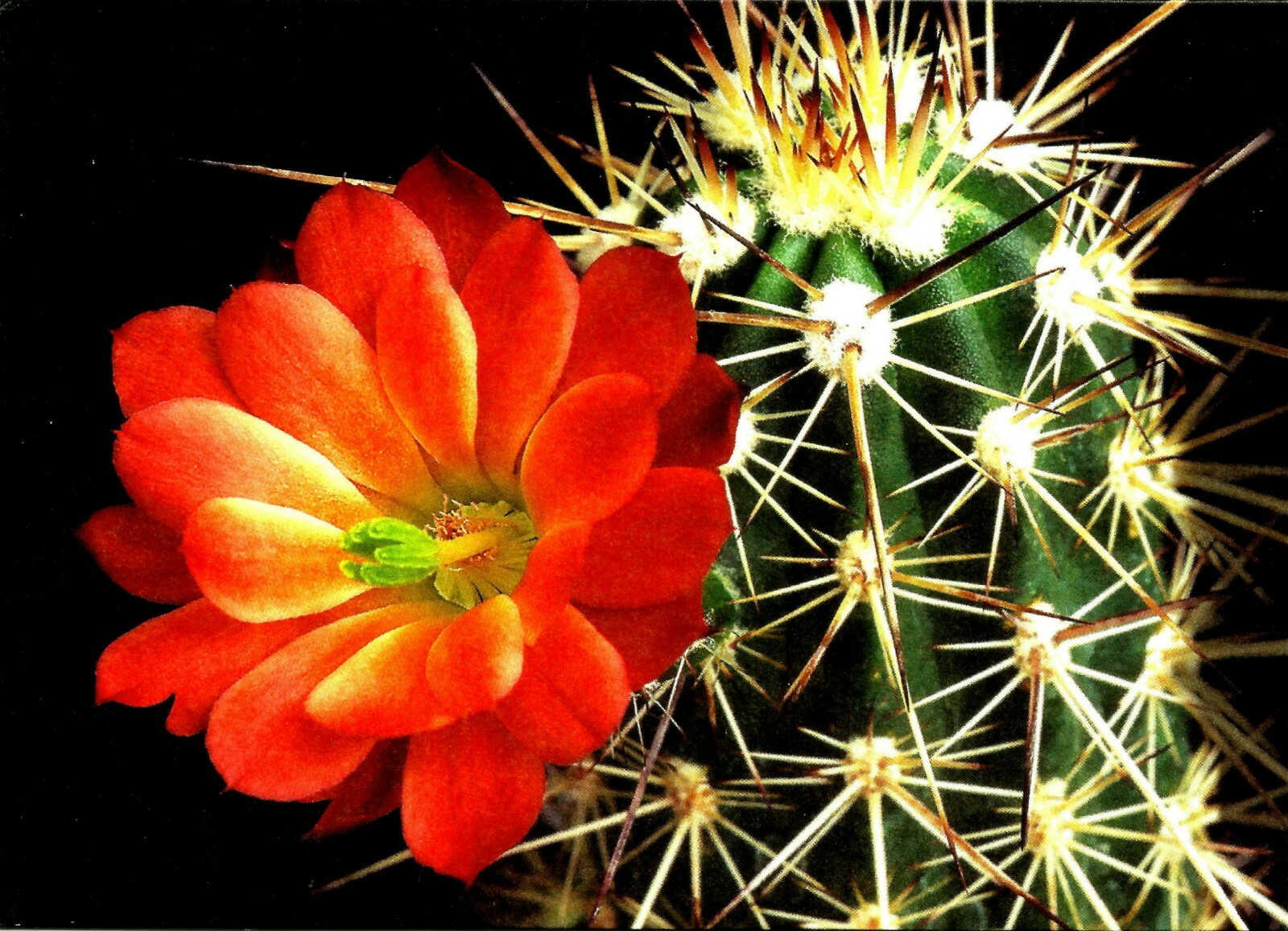 CACTUS, ECHINOCEREUS COCCINEUS, NOTE CARD