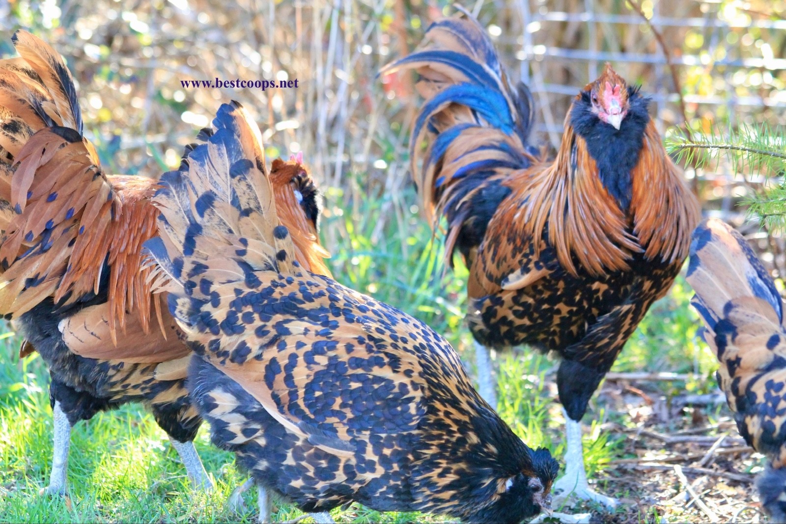 6+ Gold Owlbeard Fertile Chicken Hatching Eggs
