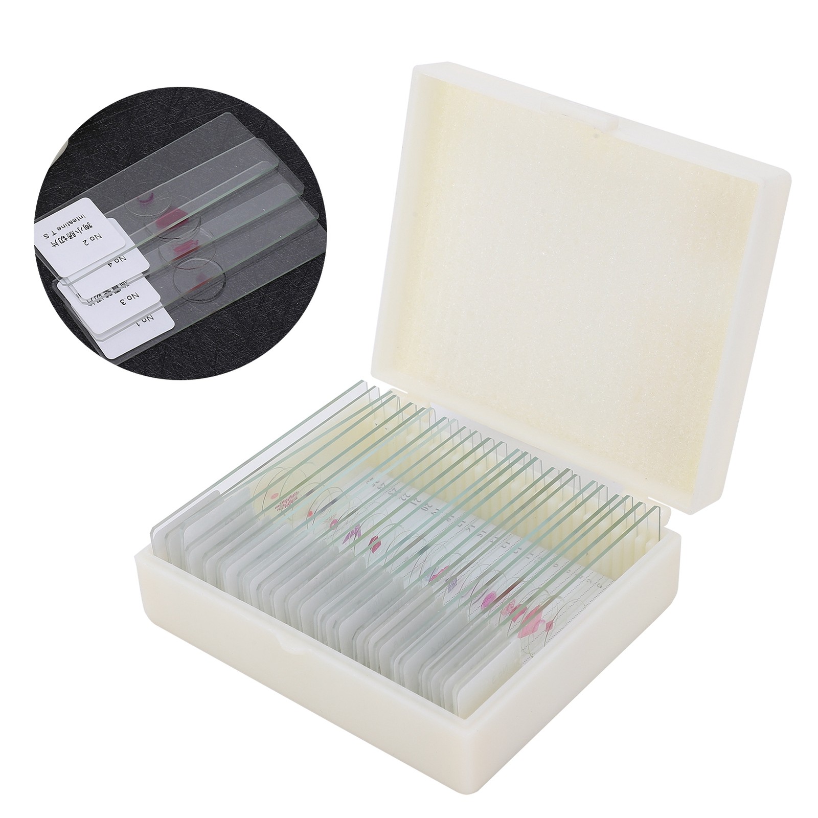 25Pcs Animal Slides Microscope Sample Slides For Science Education Popular